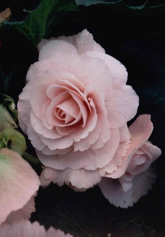 B. ‘Pink Posy’
